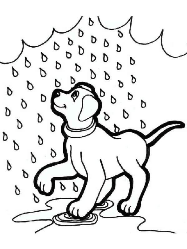 Dog Washing in The Rain coloring page