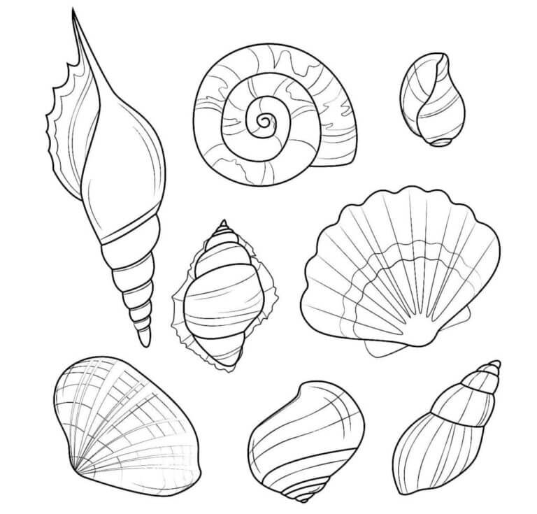 Eight Seashells