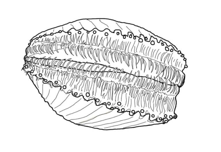 Living Seashell coloring page