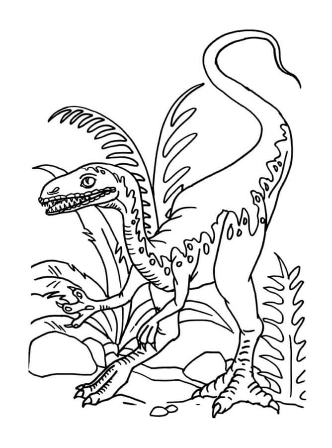 Velociraptor 10 coloring page