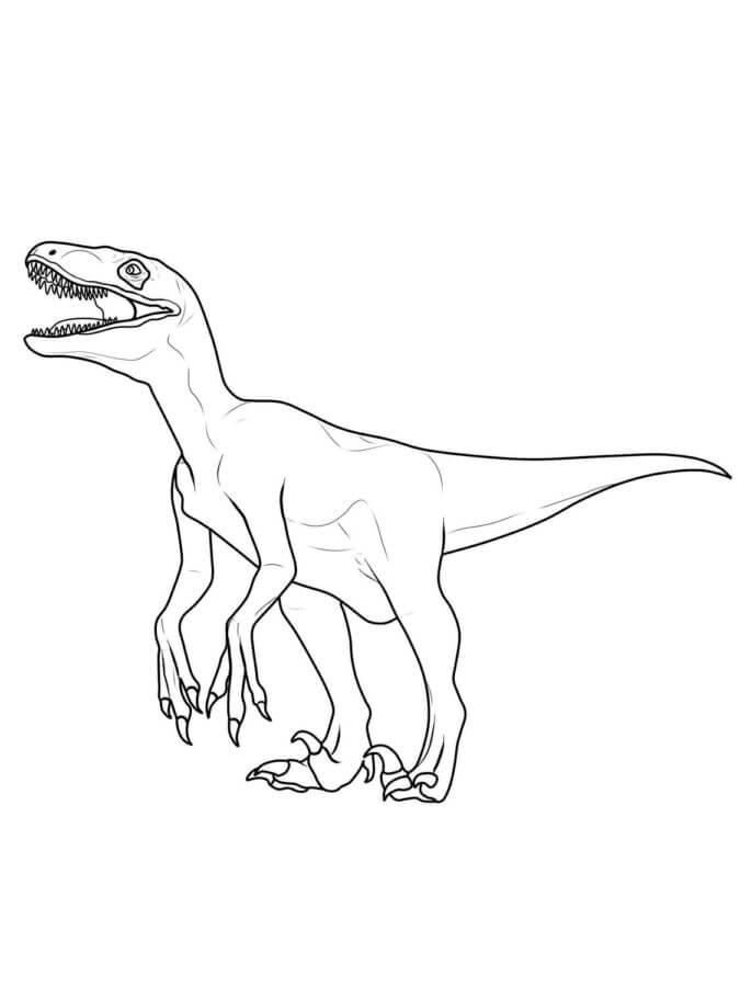 Velociraptor 11