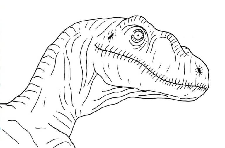 Velociraptor Head