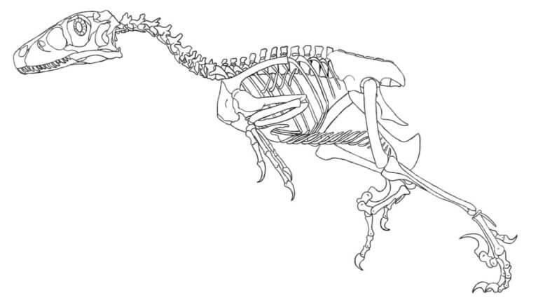 Velociraptor Skeleton