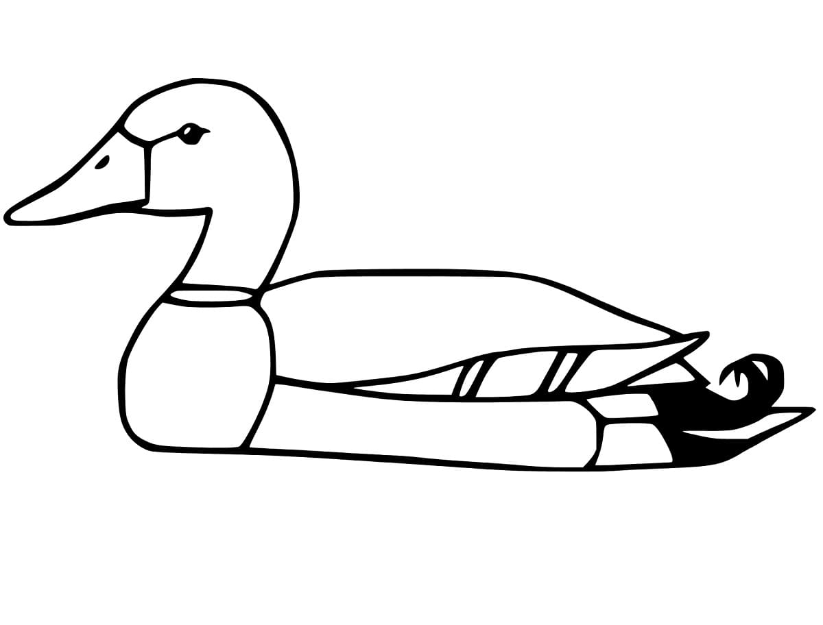 A Mallard Duck coloring page - Download, Print or Color Online for Free