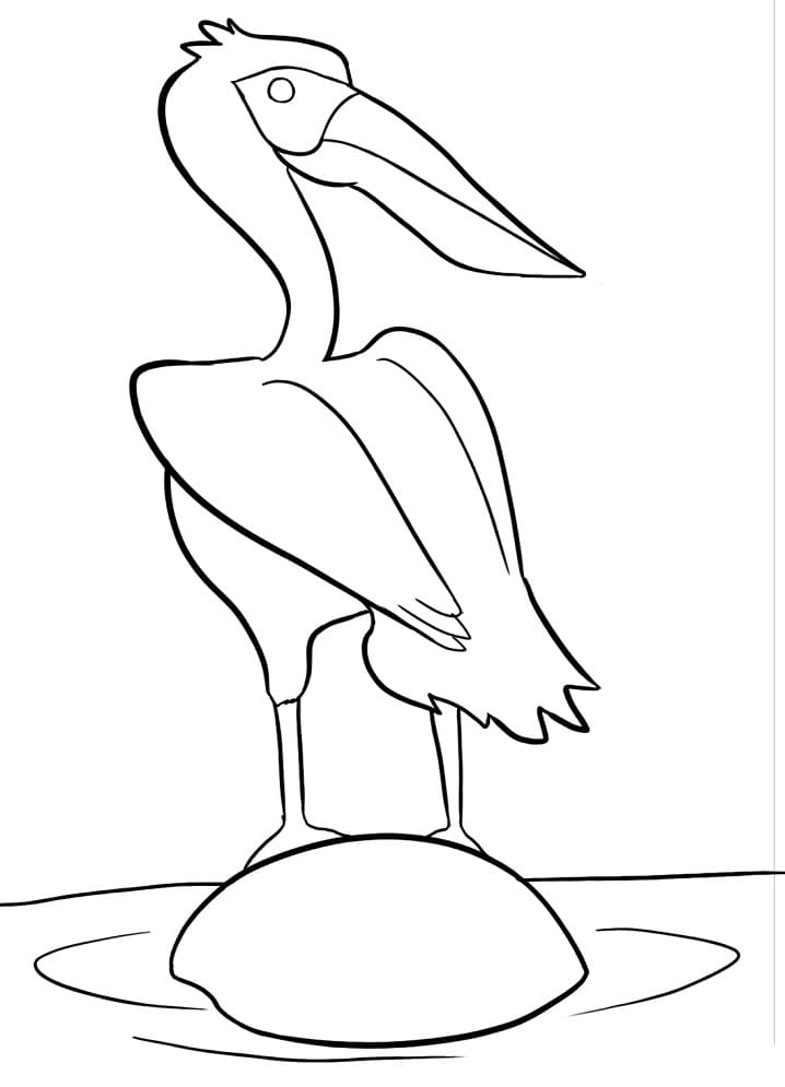 A Pelican