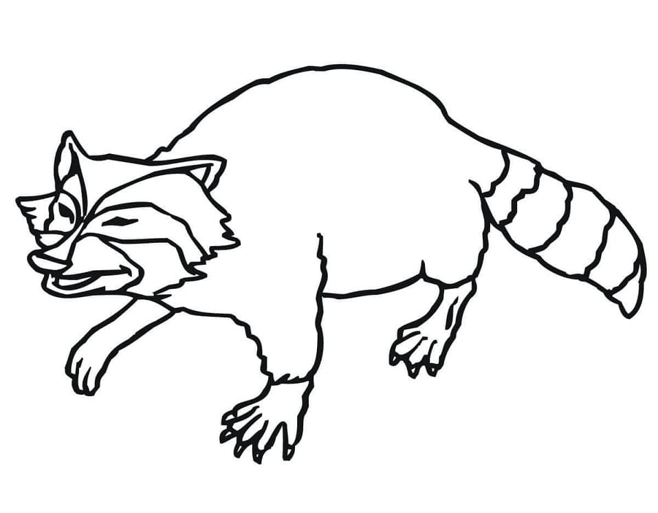 A Raccoon coloring page