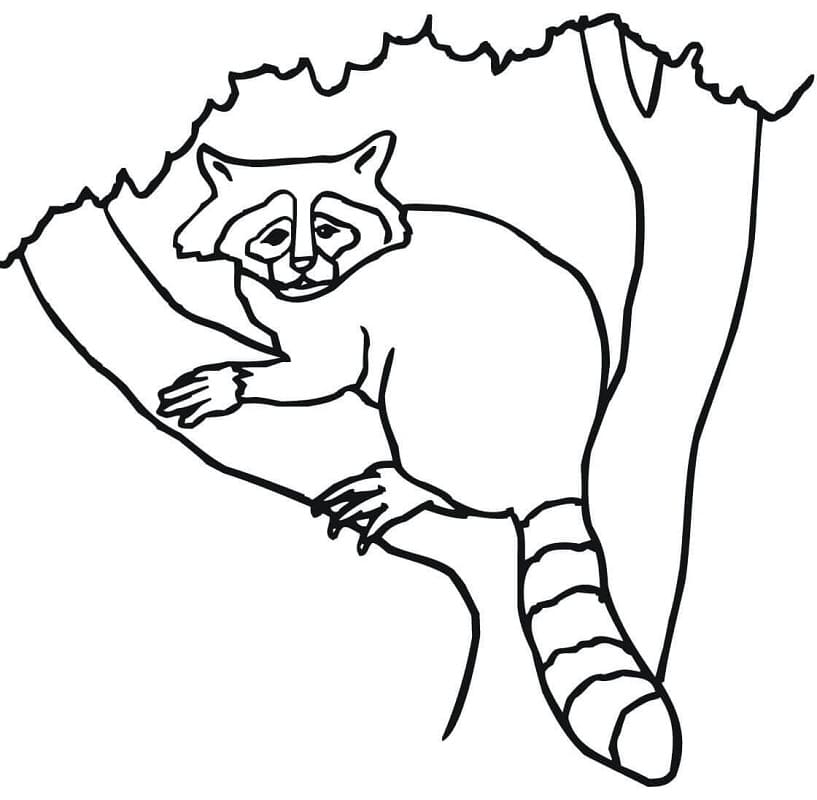 A Raccoon in the Tree coloring page