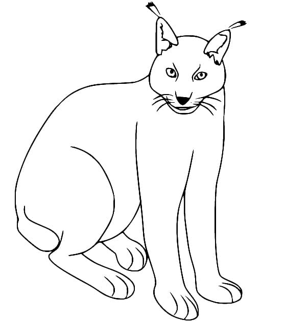 A Simple Lynx coloring page