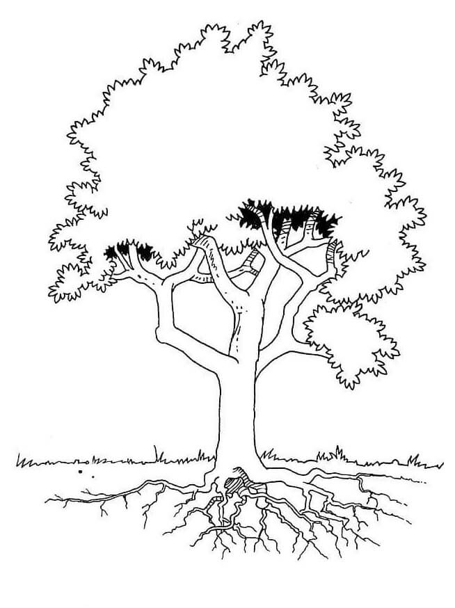 A Tree With Strong Roots coloring page