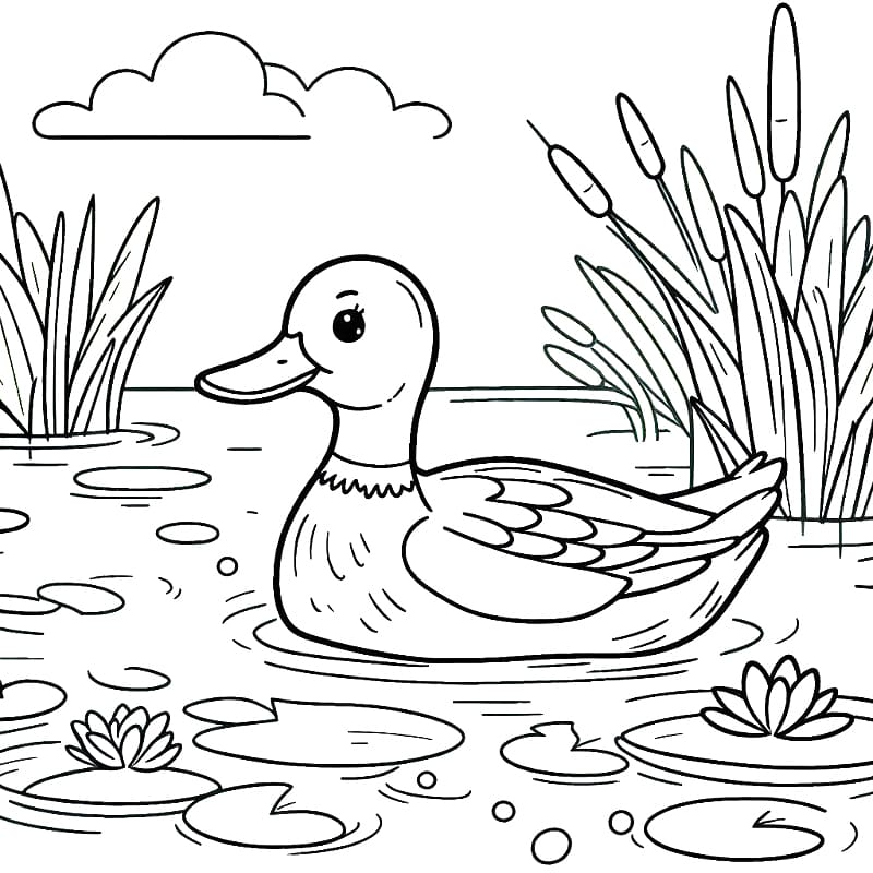Adorable Mallard Duck coloring page - Download, Print or Color Online ...