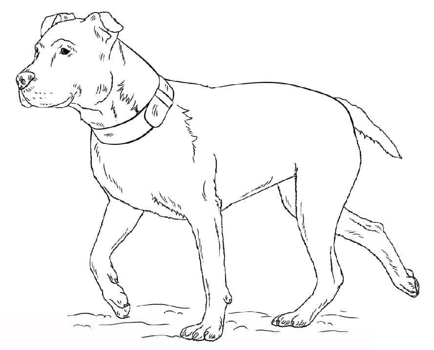 American Pitbull coloring page