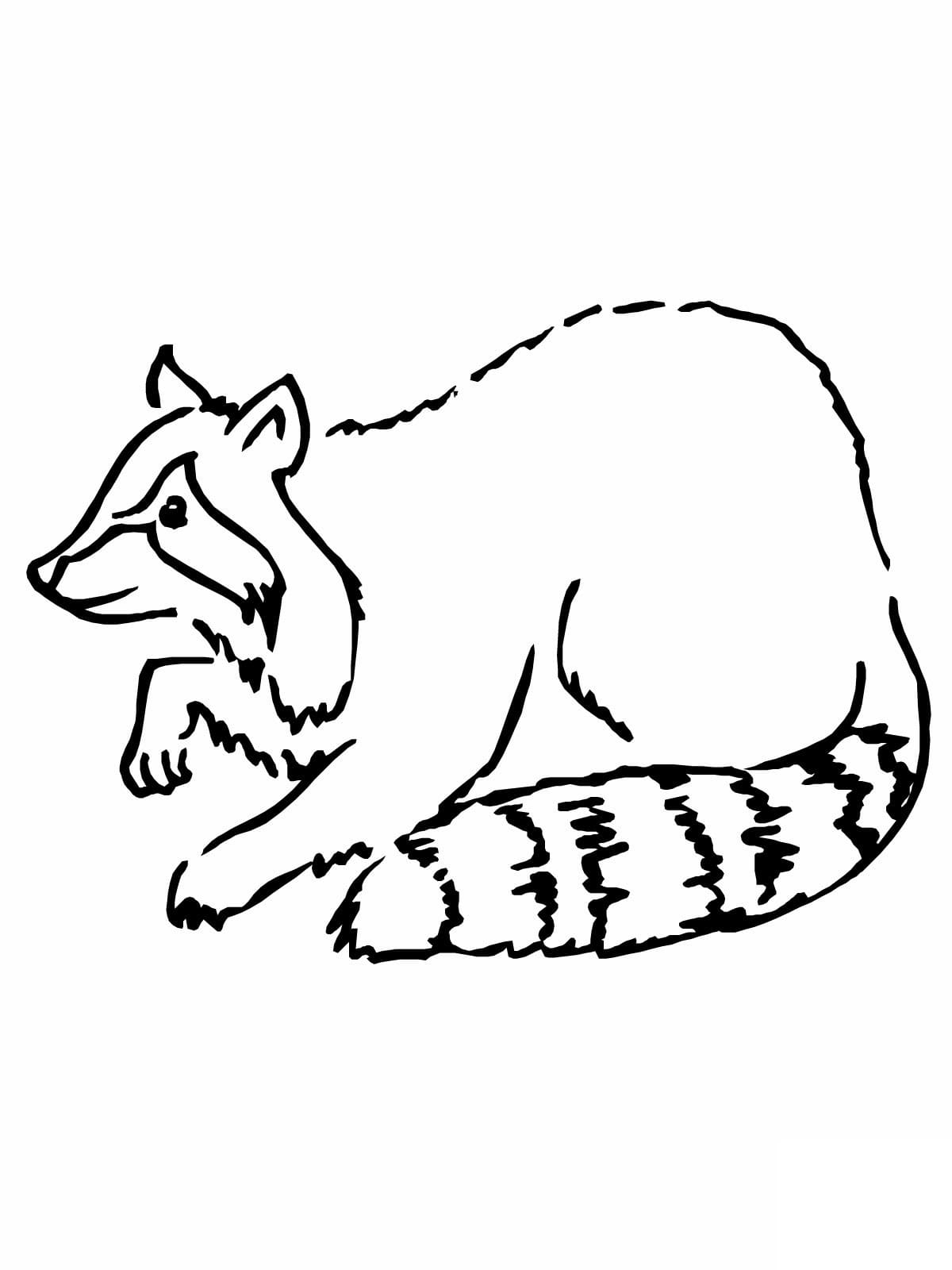 Basic Raccoon coloring page