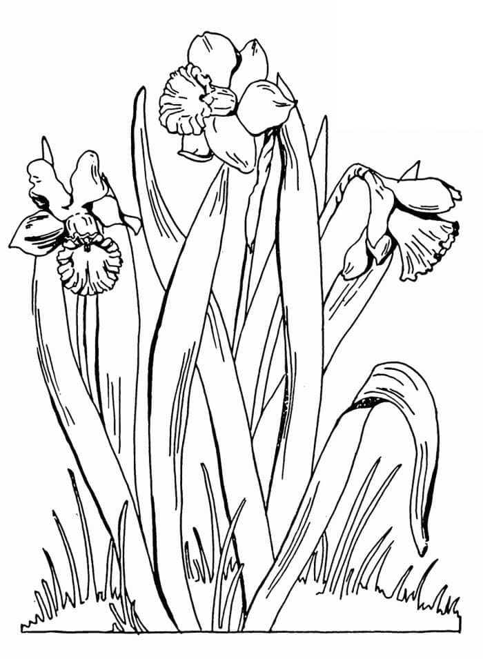 Beautiful Daffodils coloring page