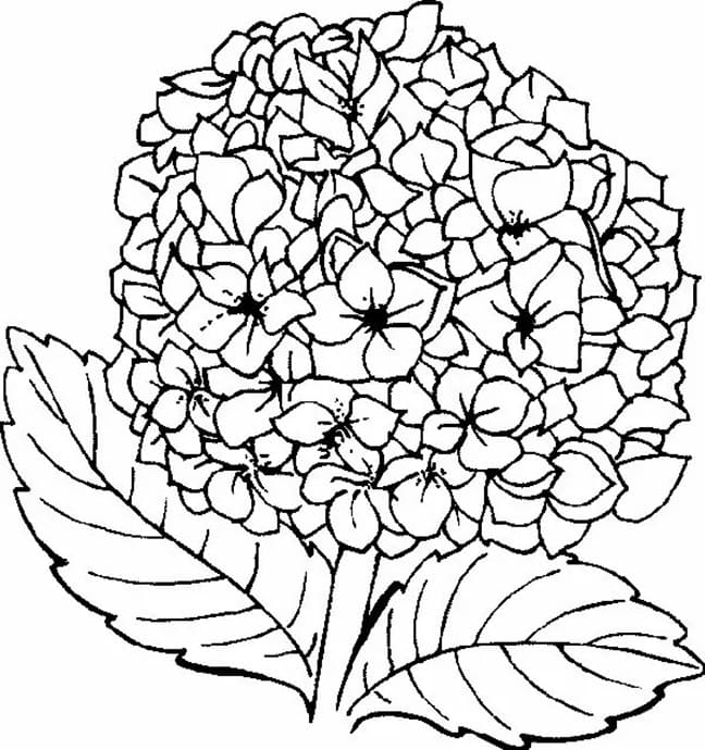 Beautiful Hydrangea coloring page