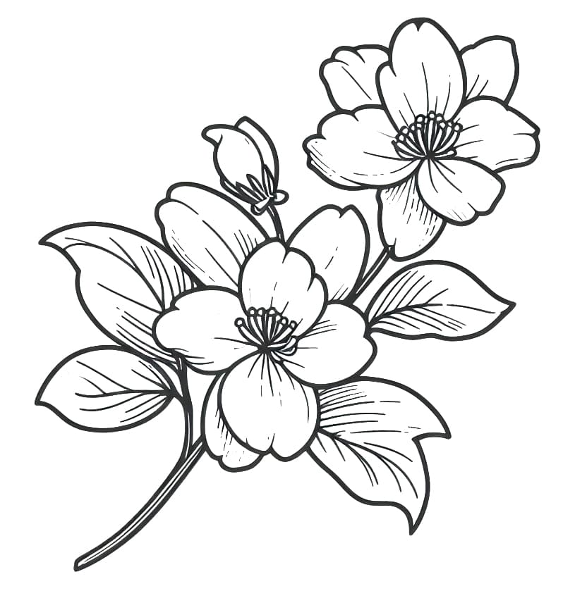 Beautiful Jasmine Flowers coloring page - Download, Print or Color ...