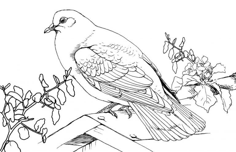 Beautiful Pigeon coloring page