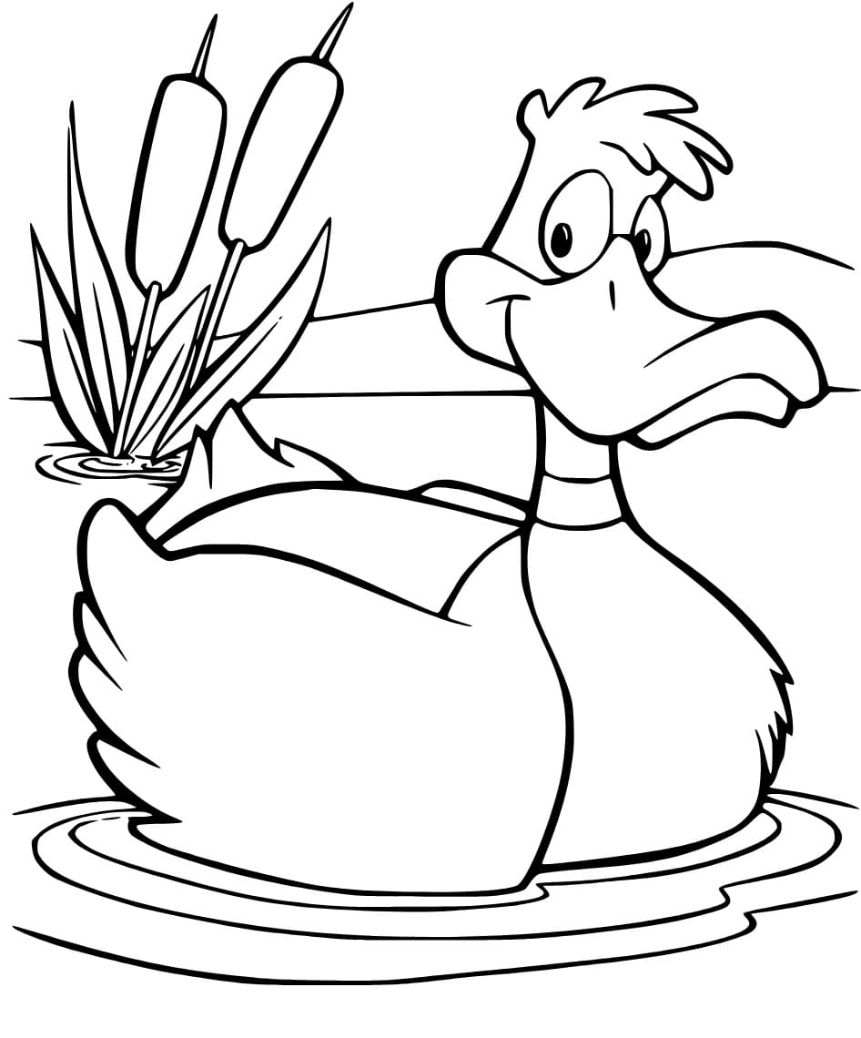 Cartoon Mallard Duck coloring page - Download, Print or Color Online ...