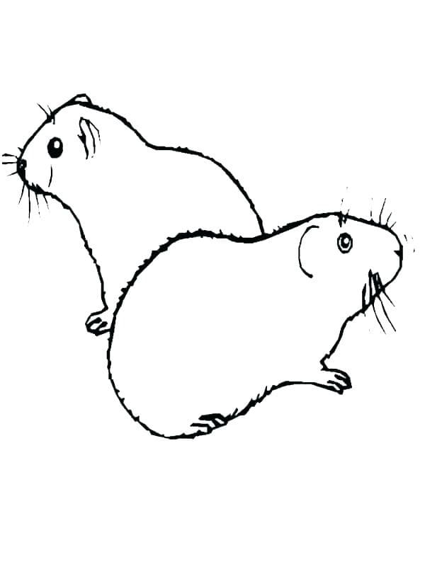 Cute Guinea Pigs coloring page