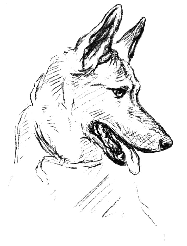 Drawing of German Shepherd