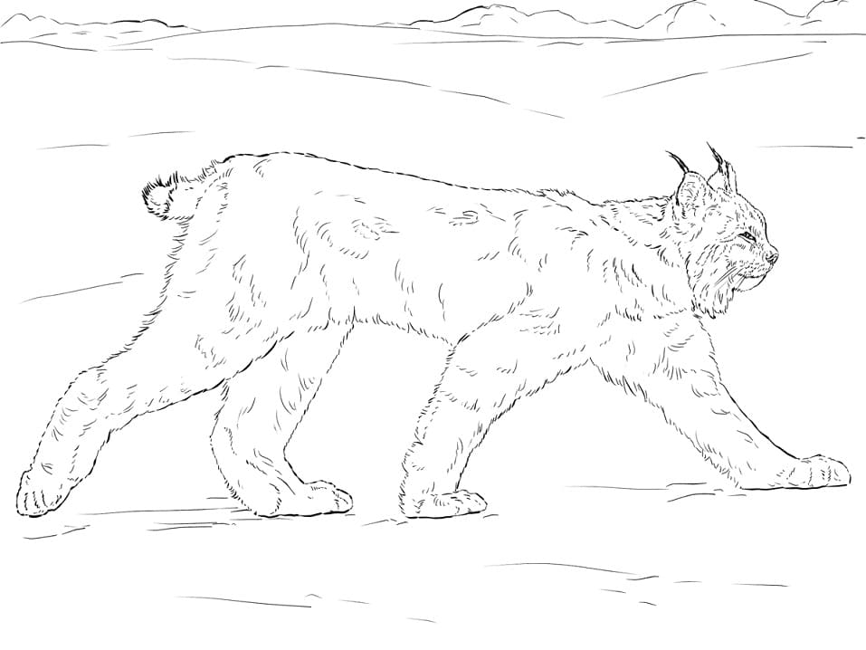Drawing of Lynx coloring page - Download, Print or Color Online for Free