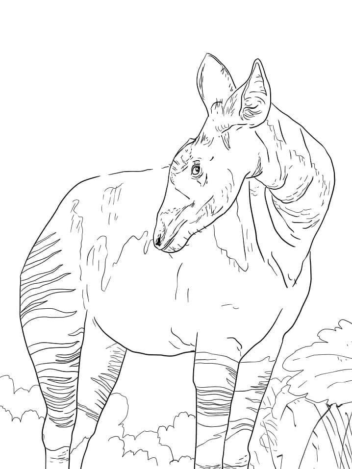 Drawing of Okapi