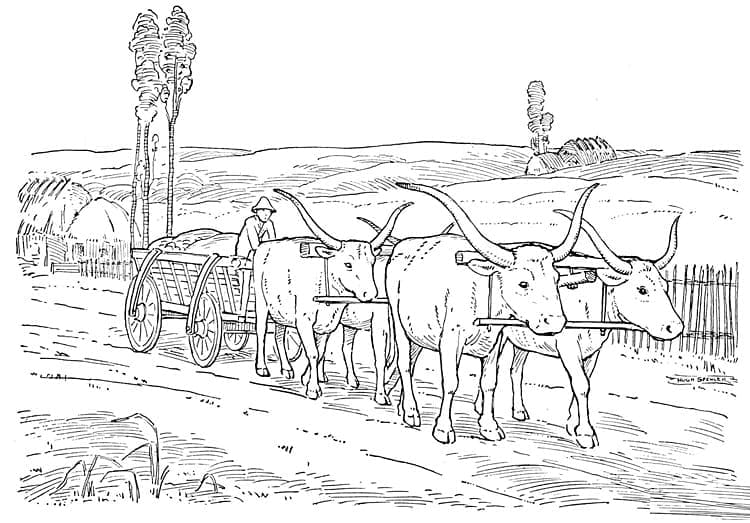 Drawing of Oxen