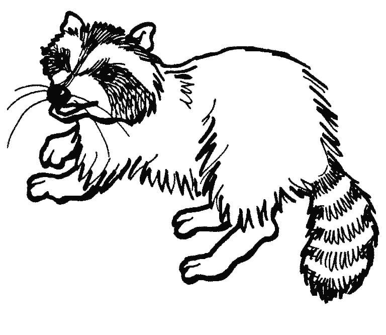 Drawing of Raccoon