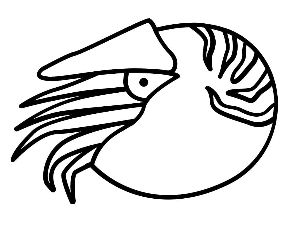 Easy Nautilus coloring page