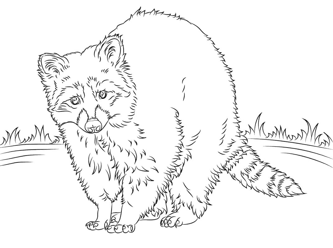 Free Drawing of Raccoon coloring page