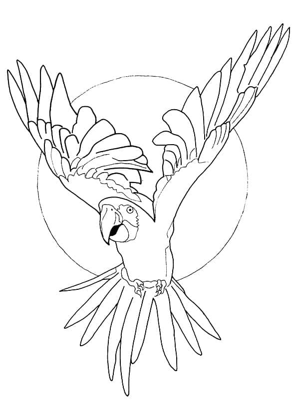 Free Macaw coloring page