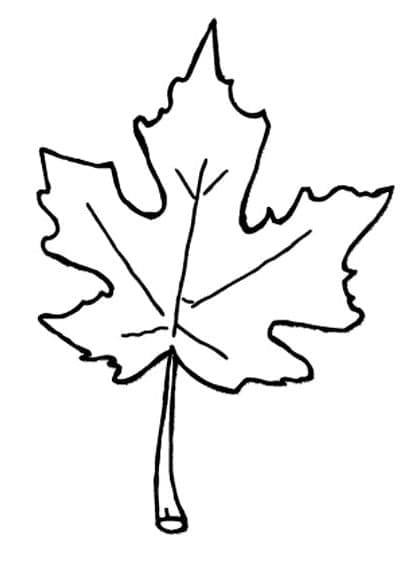 Free Maple Leaf coloring page