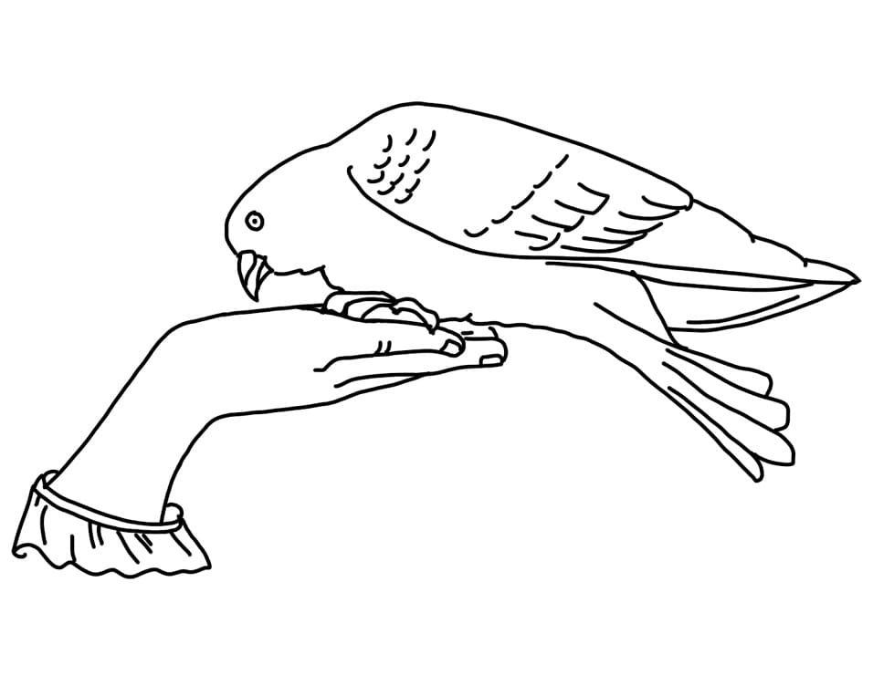 Free Pigeon coloring page