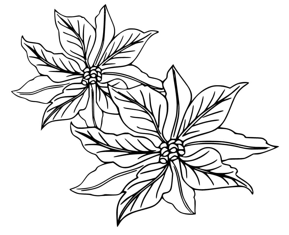 Free Poinsettia coloring page