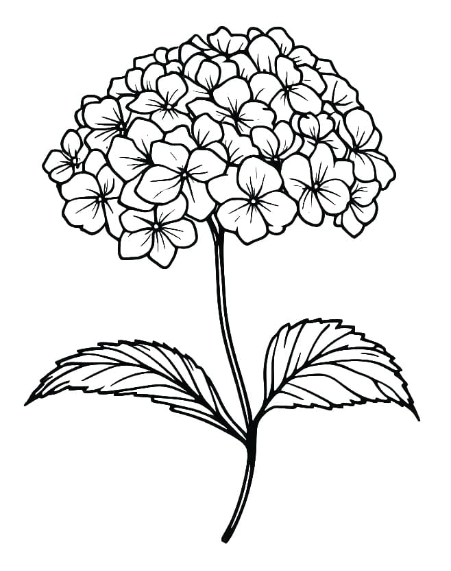 Free Printable Hydrangea Flower