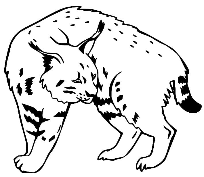 Free Printable Lynx coloring page