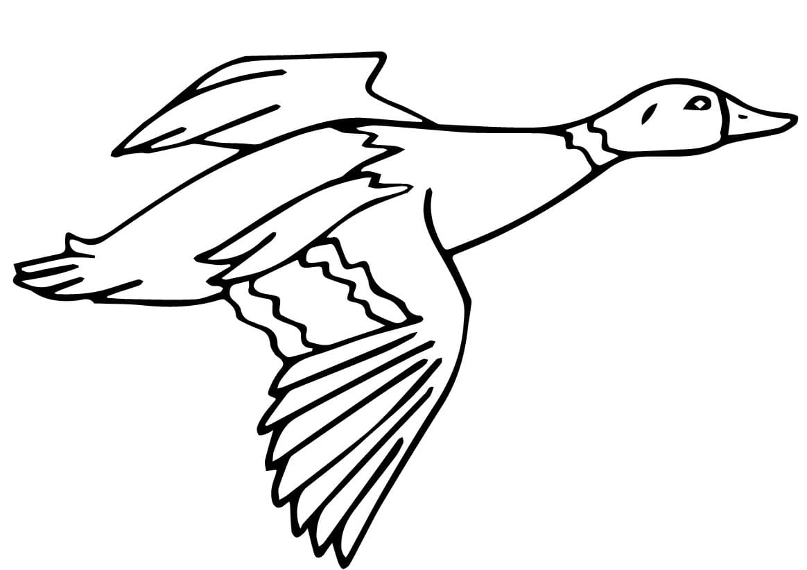 Free Printable Mallard Duck coloring page - Download, Print or Color ...