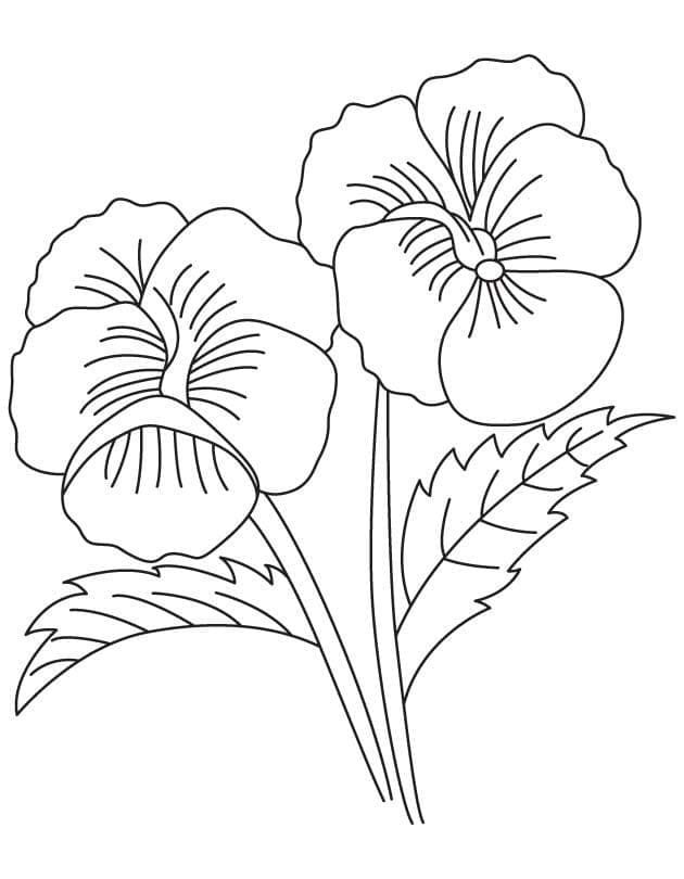 Free Printable Pansy