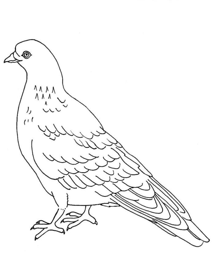 Free Printable Pigeon coloring page