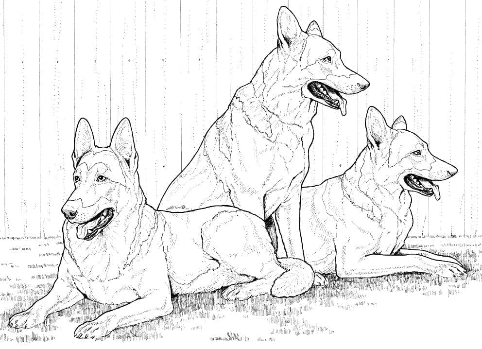 German Shepherd Dogs