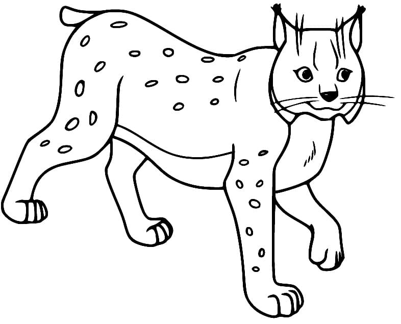 Lynx coloring pages