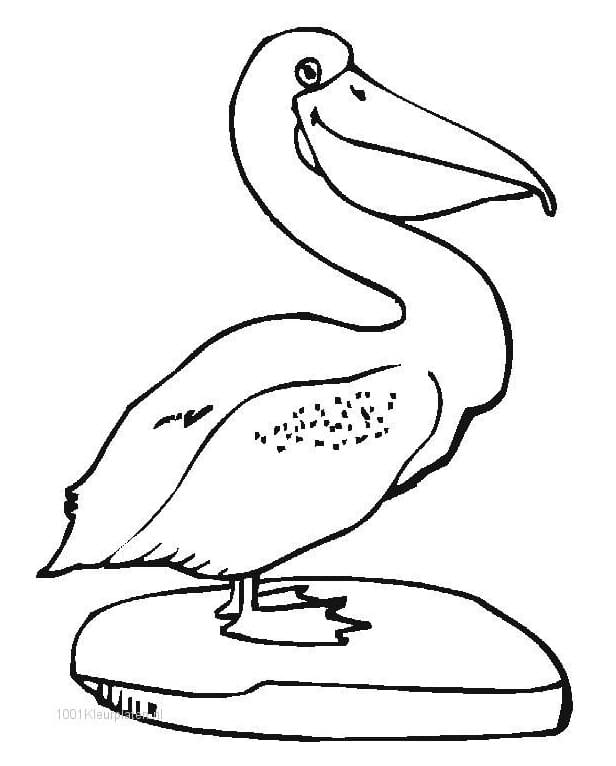 Happy Pelican coloring page