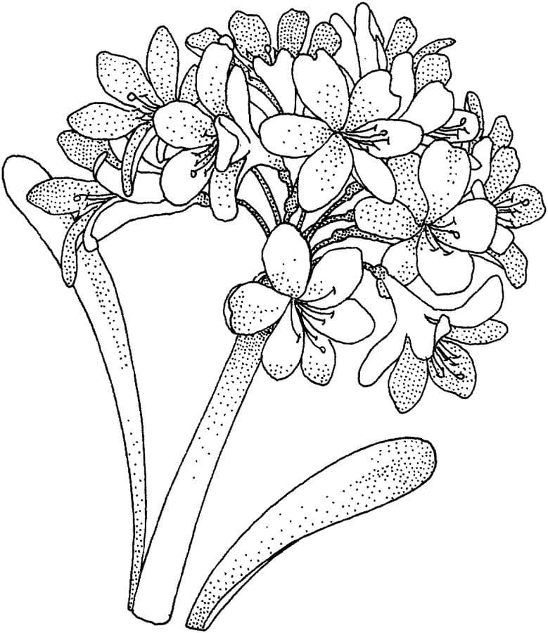 Hydrangea Flower coloring page