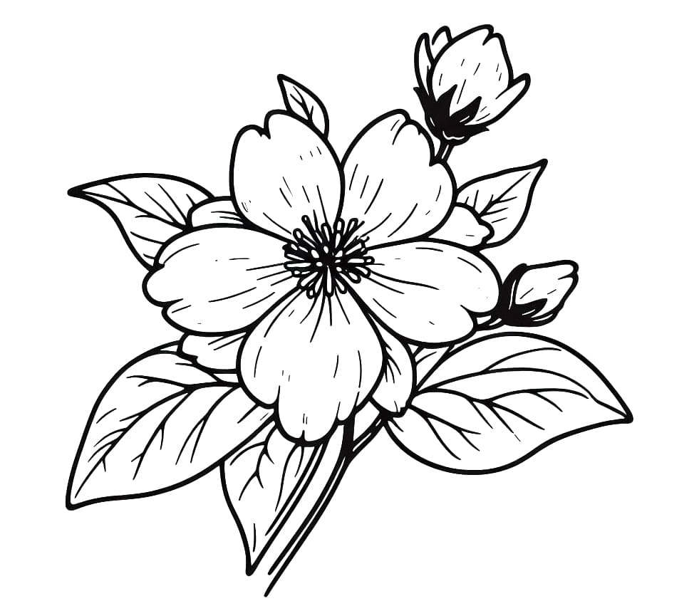 Jasmine Flower coloring pages - ColoringLib
