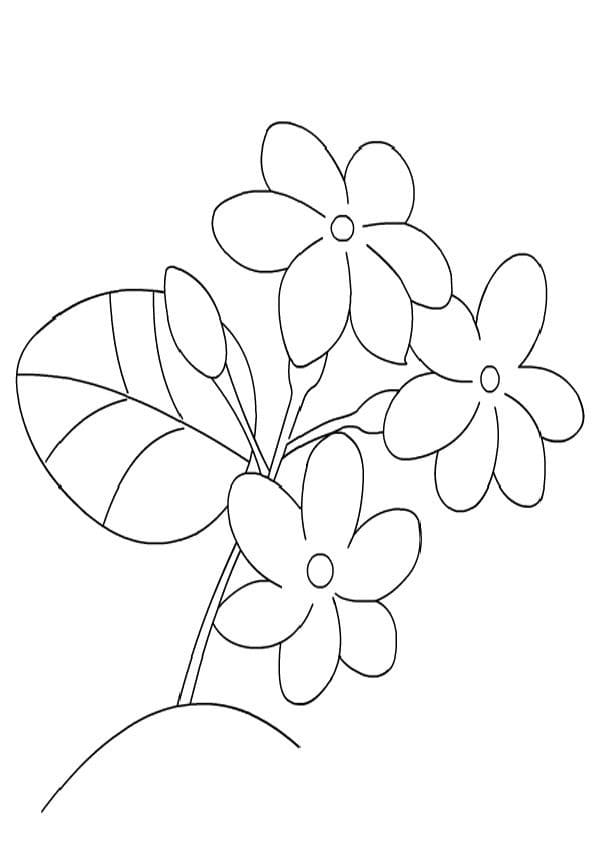 Jasmine Flowers coloring page