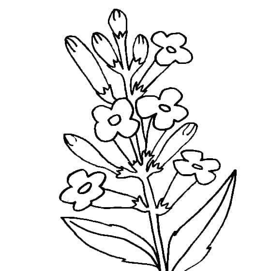 Lavender Flowers coloring page