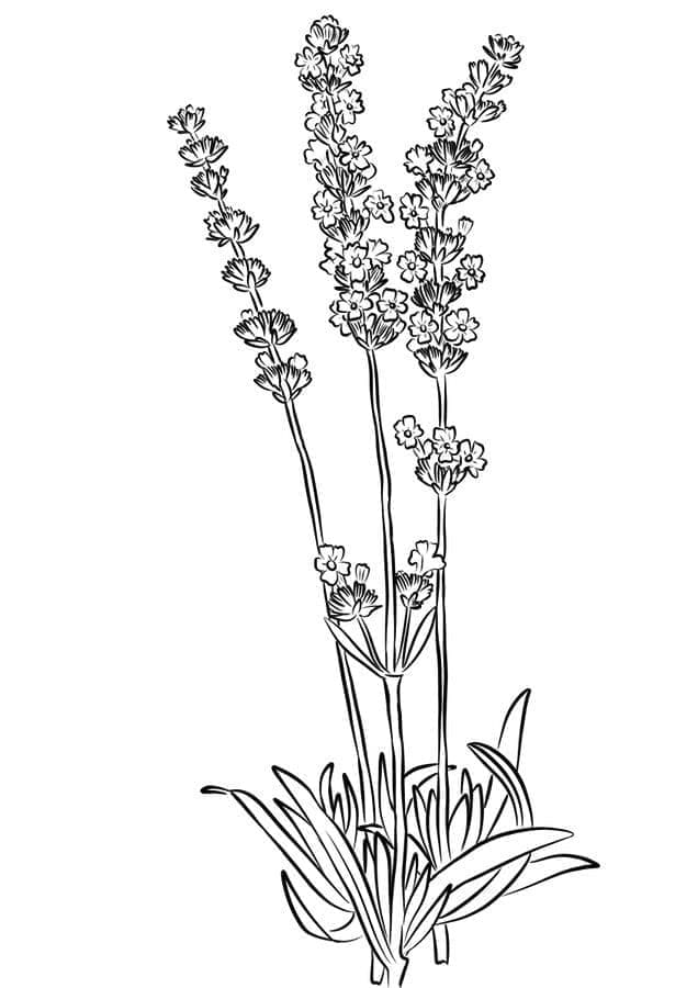 Lavender For Kids coloring page