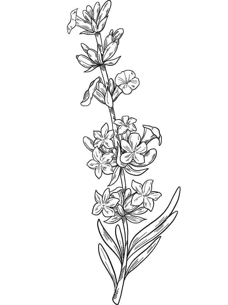 Lavender Free For Kids coloring page