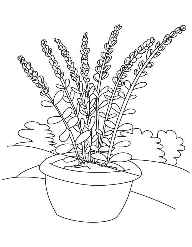 Lavender in a Pot coloring page