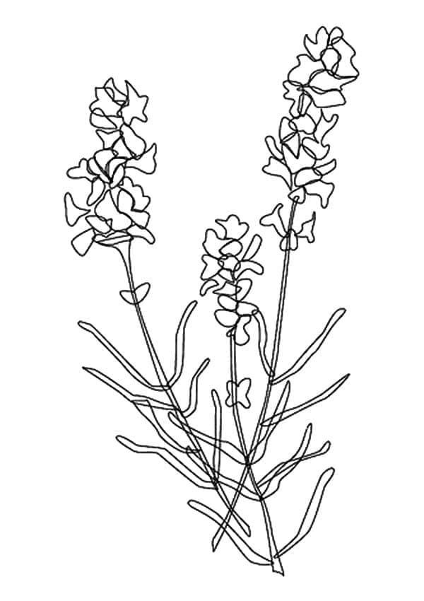 Lavender Printable coloring page