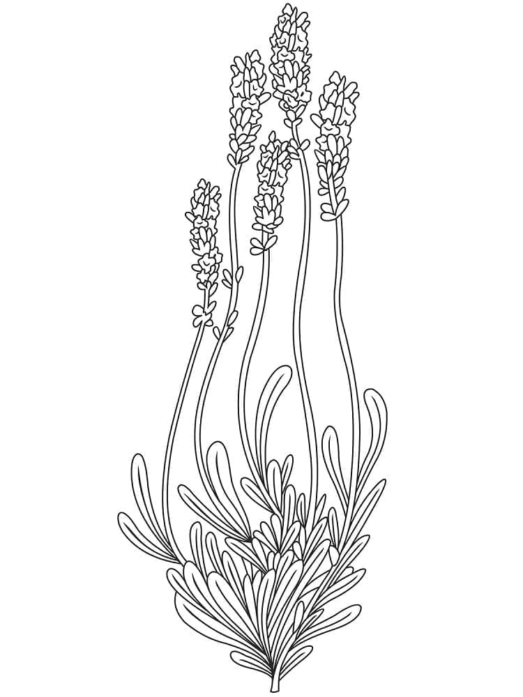 Lovely Lavender coloring page